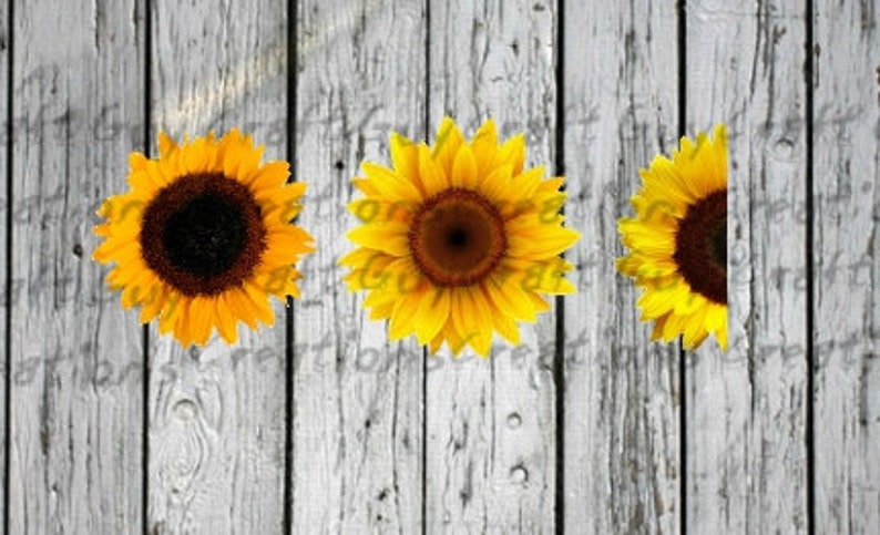 Download Sunflower Waterslide Image PNG SVG Tumbler Waterslide | Etsy