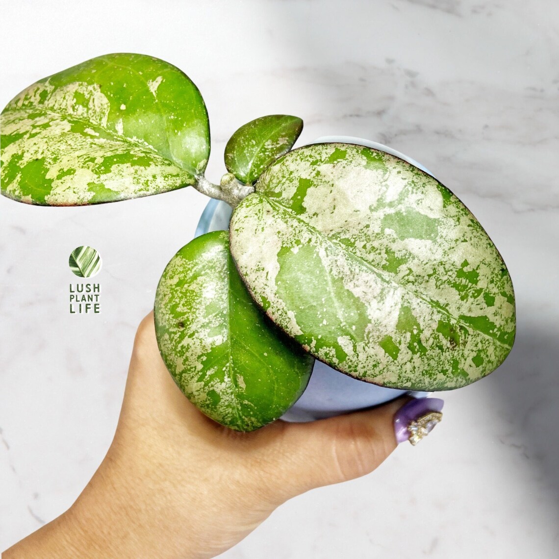 Hoya Joy Splash - Etsy