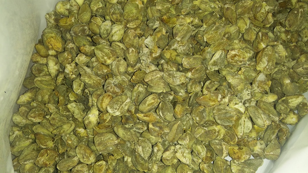 Dried Capers50gr Etsy