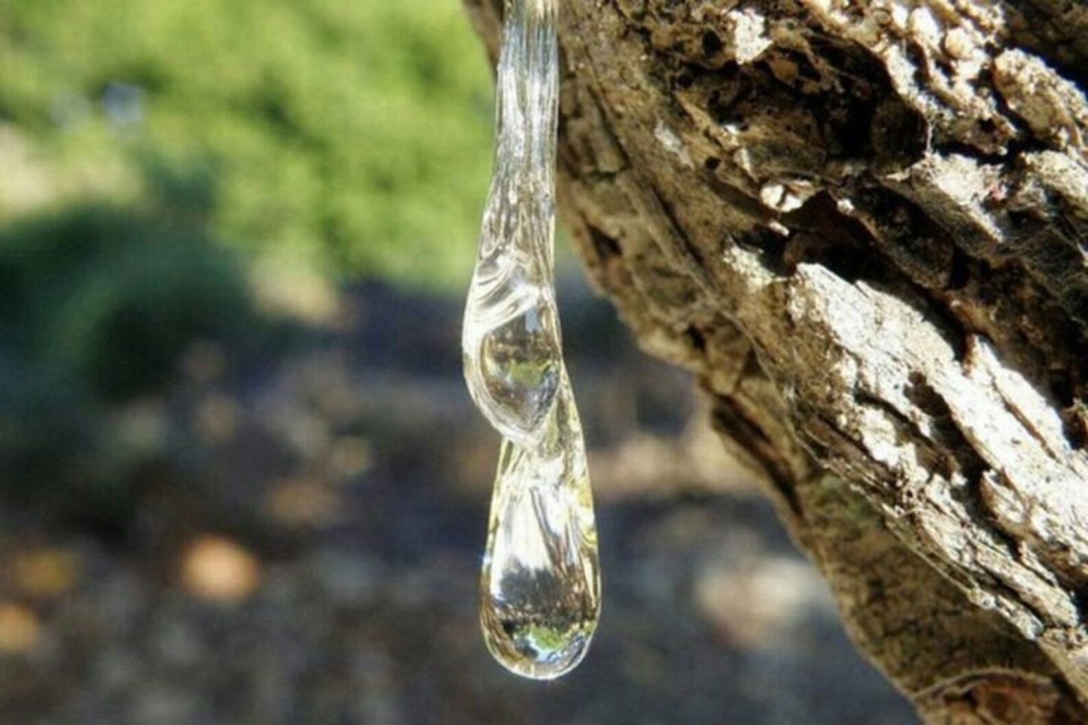 Chios Mastic Gum 10gr Etsy