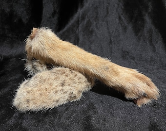 Mummified Paws Coyote and Bobcat