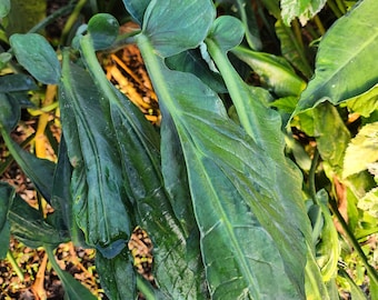 Mature Xanthosoma Panduriforme Bulb, Wrinkled Elephant Ear Plant