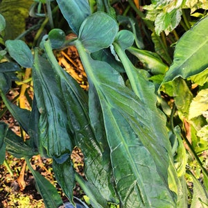 Xanthosoma Panduriforme, Elephant Ear Plant Mature Bulb Without Foliage, Gardening Lover Gift, Plant Home Decor, Shade Plant, House Plant