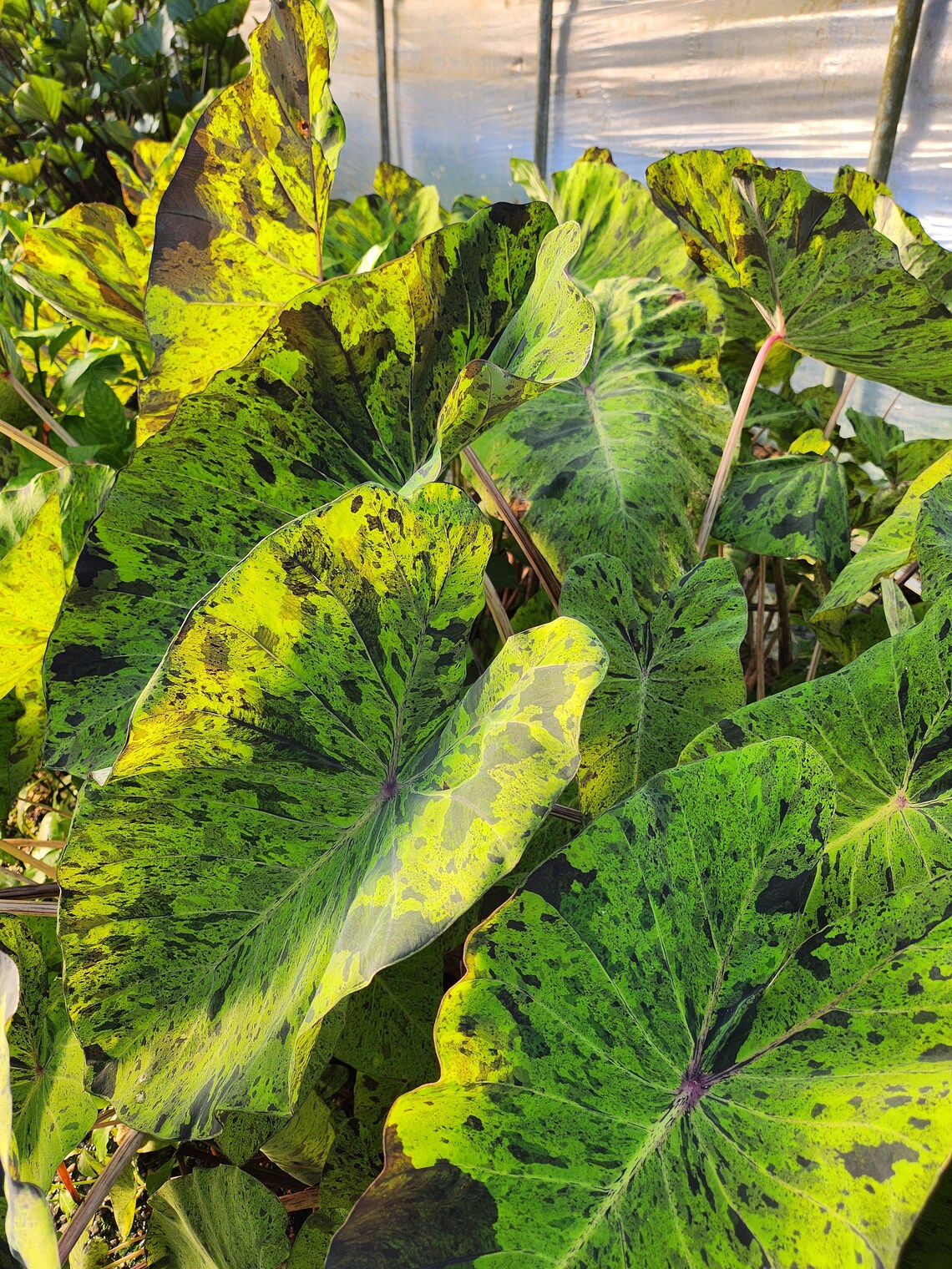 Mojito Elephant Ear Plant Mature Bulb Without Foliage, Gardening Lover