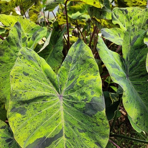 Mojito Elephant Ear Plant Mature Bulb Without Foliage, Gardening Lover Gift, Plant Home Decor, Shade Plant, House Plant Bulb