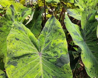 Mojito Elephant Ear Plant Bulb, Colocasia Esculenta, Speckled Foliage