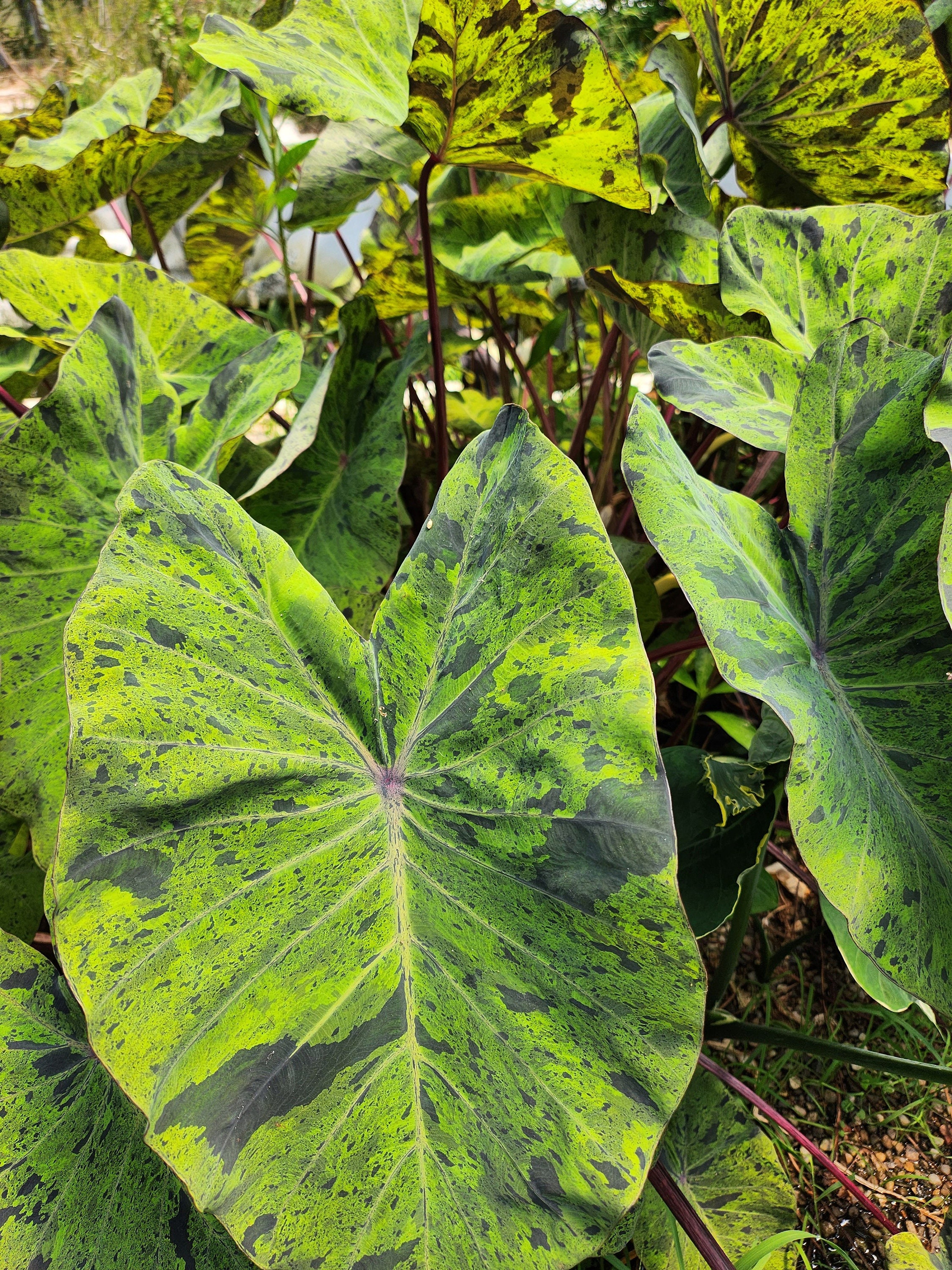 Mojito Elephant Ear Plant Bulb, Colocasia Esculenta, Speckled Foliage -  Etsy Israel