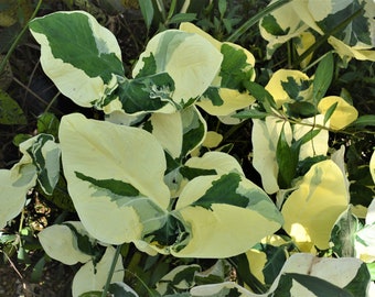 Mickey Mouse Elephant Ear Alocasia Xanthosoma