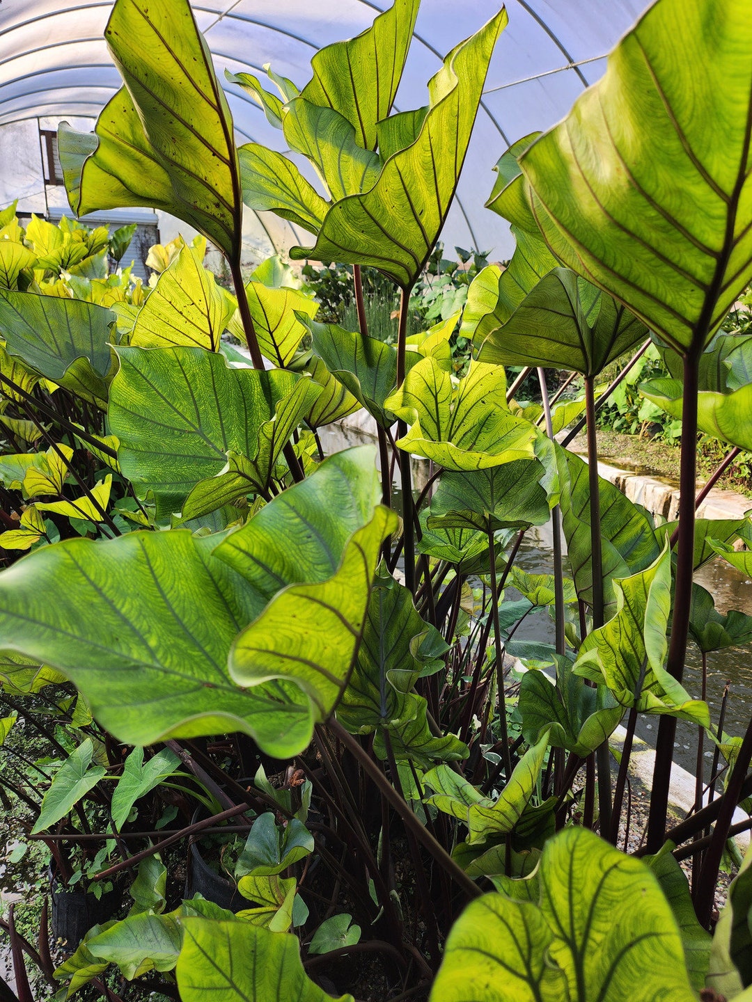 Coffee Cup Elephant Ear Colocasia Esculenta Etsy