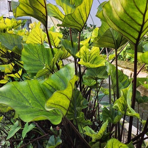FIVE BULBS Coffee Cup Elephant Ear Colocasia Esculenta