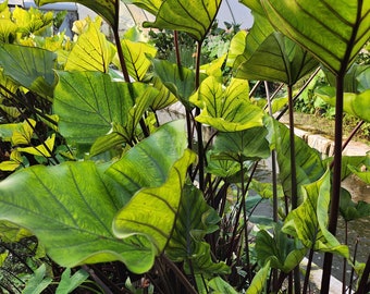 Coffee Cup Elephant Ear Colocasia Esculenta- Single bulb