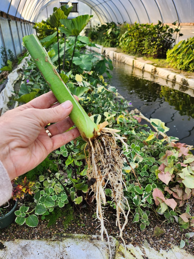 Mojito Elephant Ear Plant Mature Bulb Without Foliage, Gardening Lover