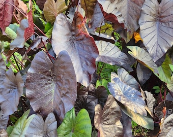 Black Magic Elephant Ear Plant Mature Bulb Without Foliage, Gardening Lover Gift, Plant Home Decor, Shade Plant, House Plant Bulb