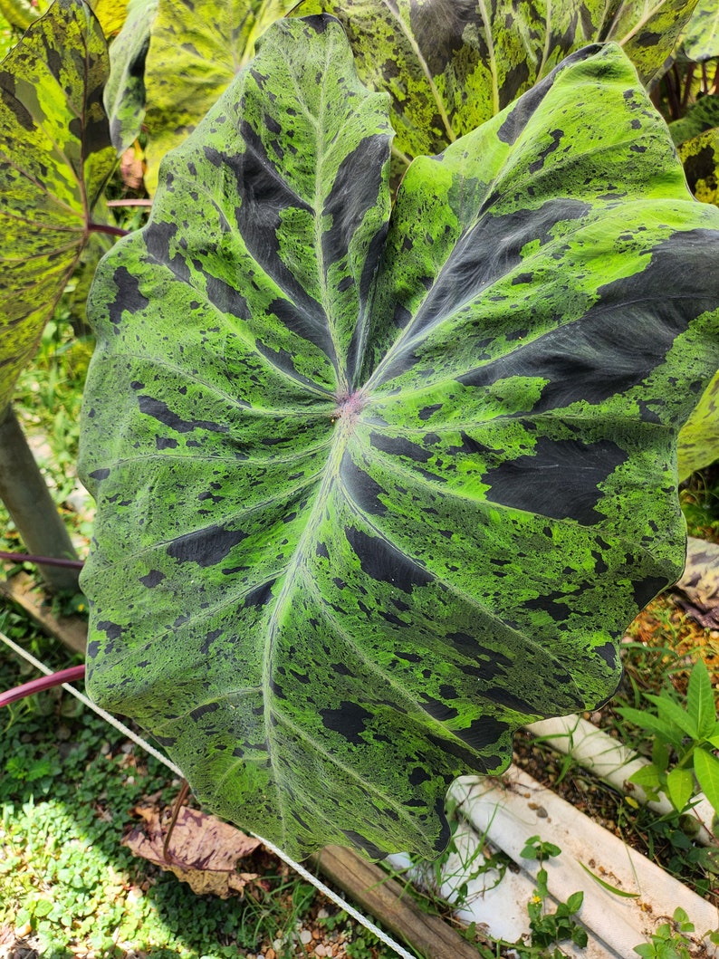 Mojito Elephant Ear Plant Mature Bulb Without Foliage, Gardening Lover