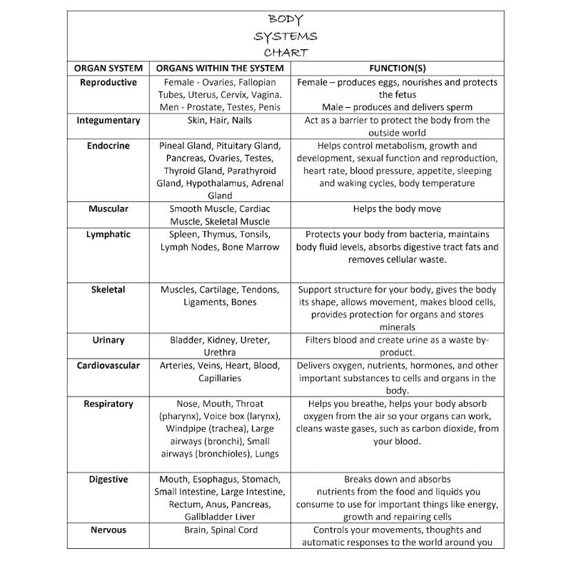 Lymphatic System Anatomy Etsy