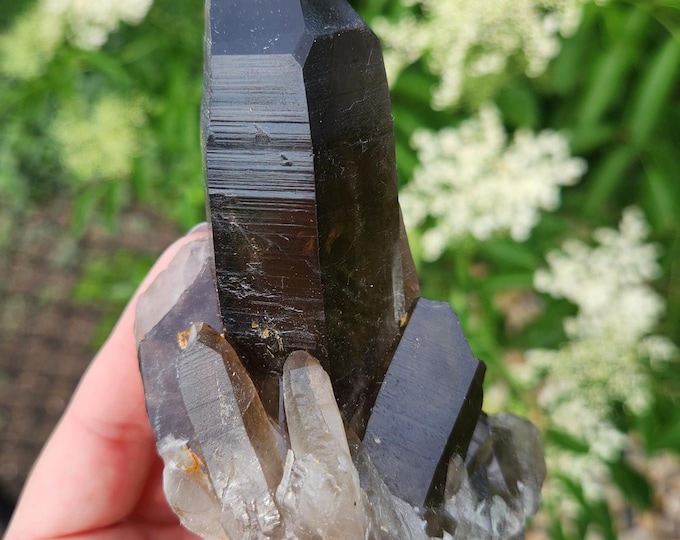 Large Smoky Quartz Point - Black Quartz Cluster - Smokey Quartz Specimen 3
