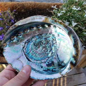 Abalone Shell - For Cleansing Rituals & Home Decor