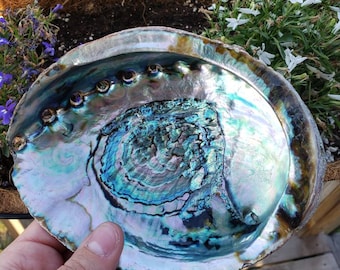 Abalone Shell - For Cleansing Rituals & Home Decor