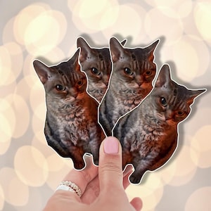 Mad Cat Meme Sticker , Viral Cat Video , Cat Meme, Cat Sticker