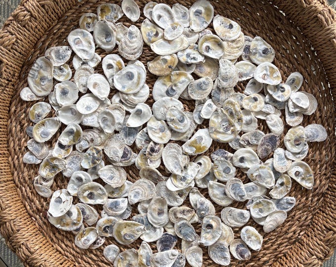 200 Flat Bulk Oyster Shells | Rhode Island Oyster Shells for Crafting ...