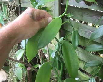 1 Boutures de Vanille de 2 a 3 noeuds de l’île de La Réunion (La vanille bourbon)