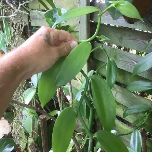 1 Boutures de Vanille de 2 a 3 noeuds de l’île de La Réunion (La vanille bourbon)