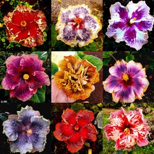 5 Graines hibiscus mix hybrides de la reunion rares 3 new