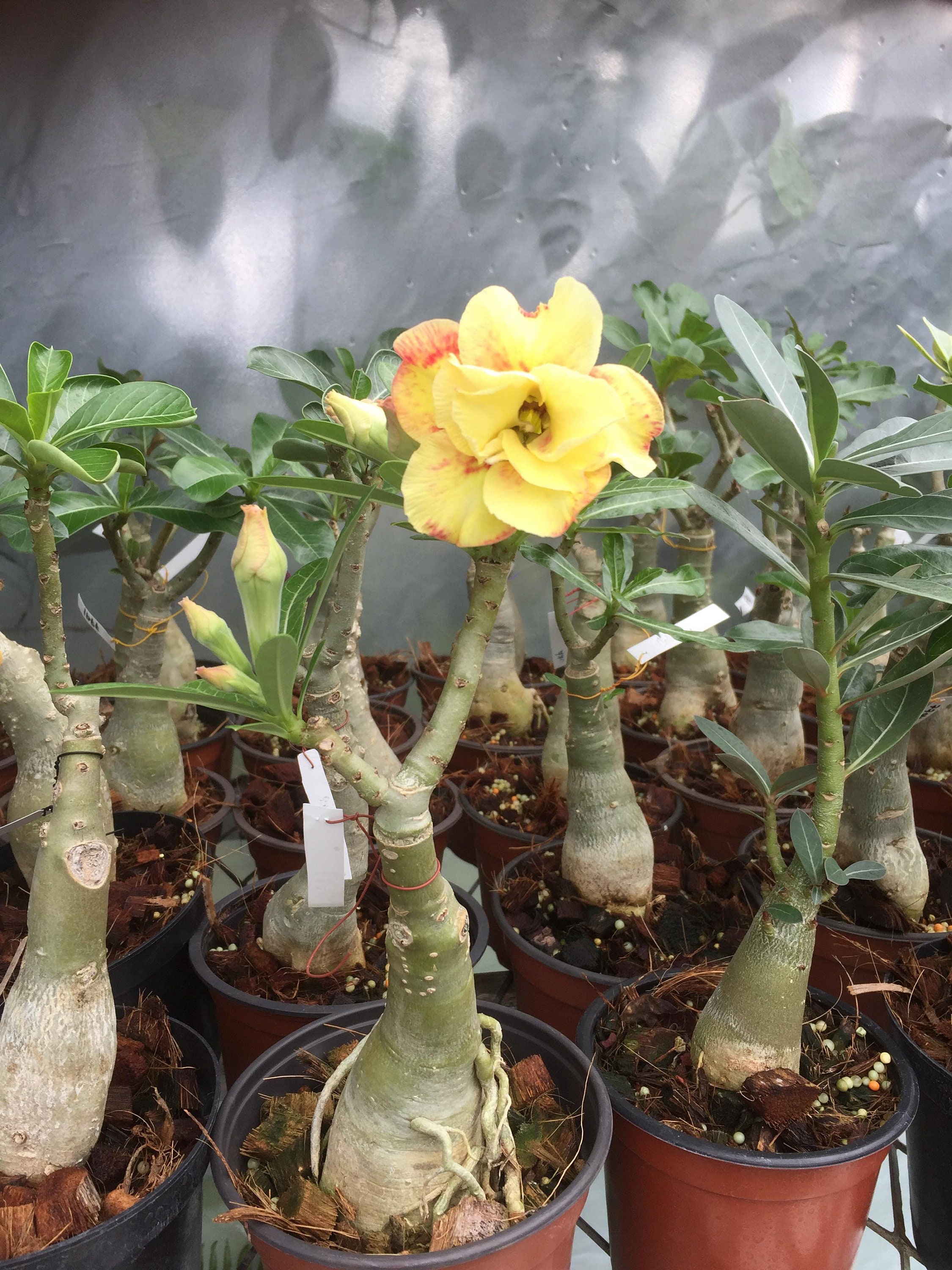 5 Graines | Adenium Obesum Rose Du Désert 6897