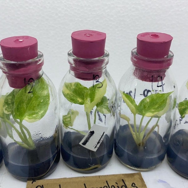 Monstera Thai constelation culture in vitro (1 Plant)