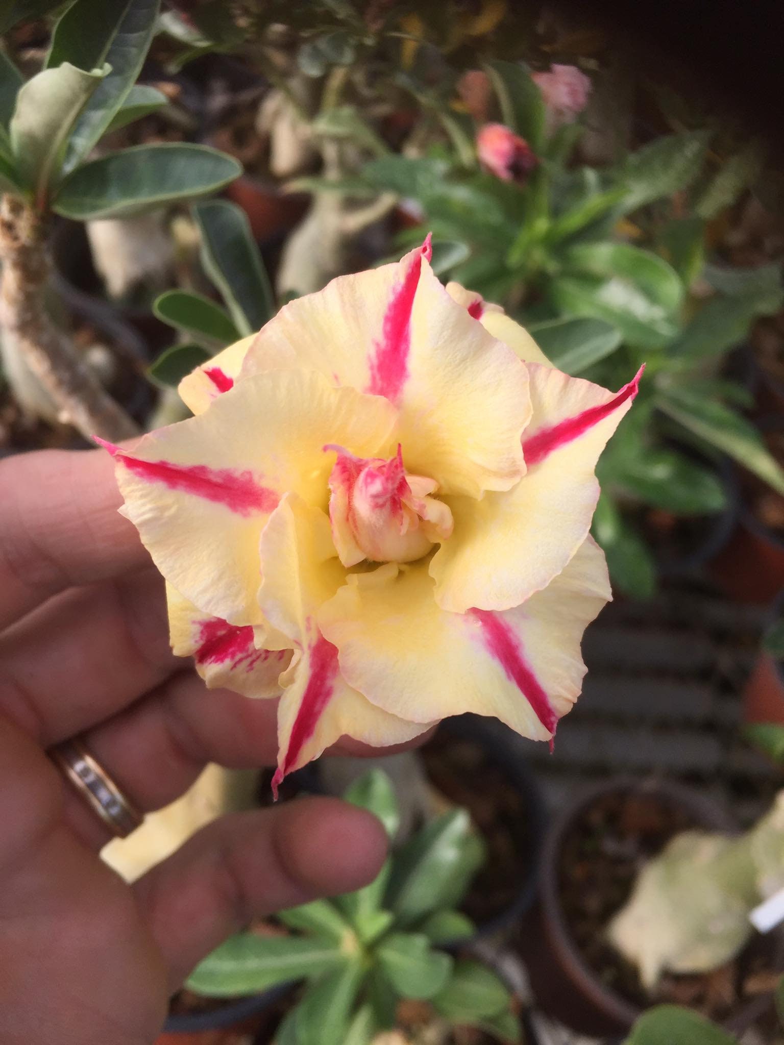 5 Seeds Adenium Obesum Desert Rose Jah Home Etsy