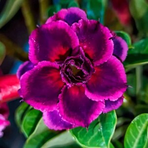 Adenium Obesum greffer 8746