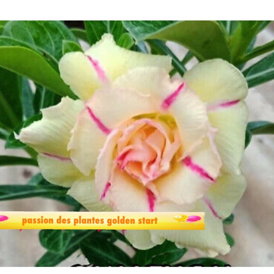 5 Graines | Adenium Obesum Rose Du Désert Golden Start