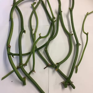 3 Vanilla cuttings of 2 to 3 nodes from Reunion Island (Bourbon vanilla)