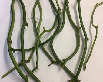 3 Vanilla cuttings of 2 to 3 nodes from Reunion Island (Bourbon vanilla)