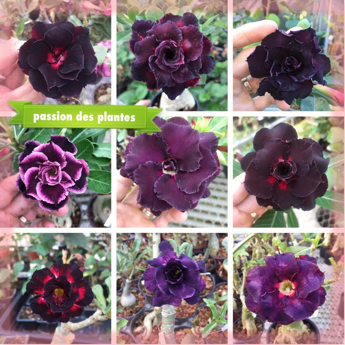 10 Graines | Adenium Obesum Rose Du Désert Black et Violet New