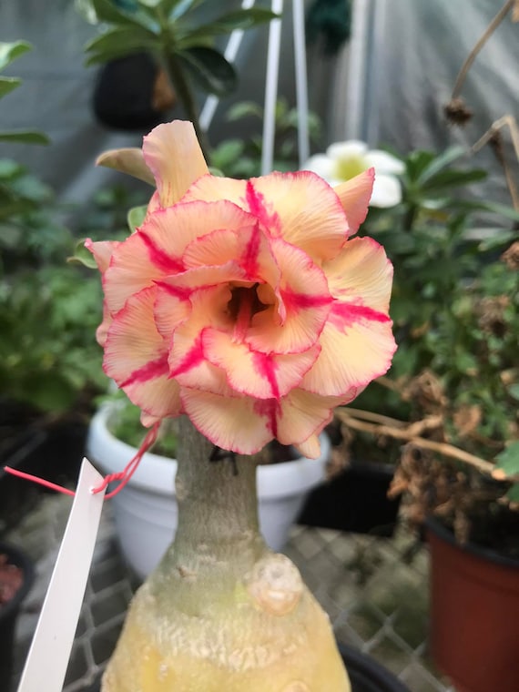 4 Adenium Obesum 'Desert Rose' – Plant Decor Shop