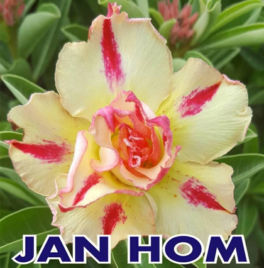 Adenium Greffer Jam Hom