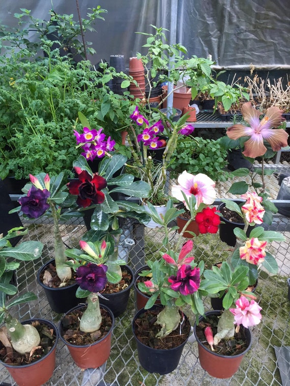 3x Adenium Obesum Pawpun (Wüstenrose) Samen – Exotische Sukkulenten Für Garten & Zimmer