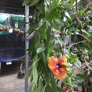 10 Vanillestecklinge, 1 Meter lang, von der Insel La Réunion (Bourbon-Vanille)