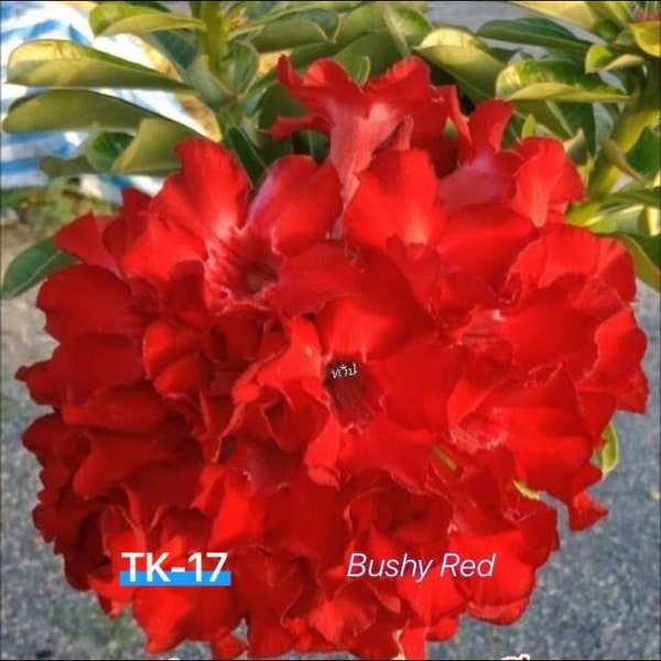 5 Seeds (Adenium Obesum) Buchy Red Desert Rose