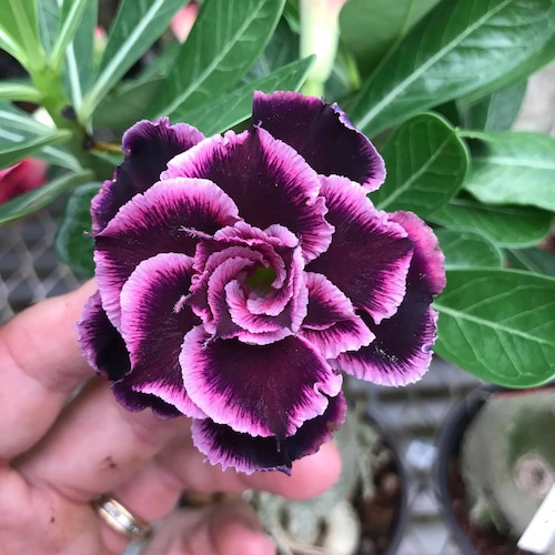 50 Seeds adenium Obesum Desert Rose Mix 12 - Etsy