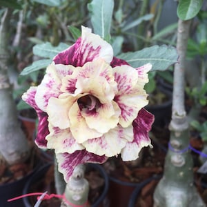 5 Seeds (Adenium Obesum) Golden Year Desert Rose