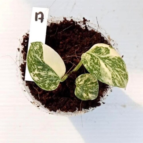 Monstera thailändisches Sternbild Creme Bruler (1 Pflanze)