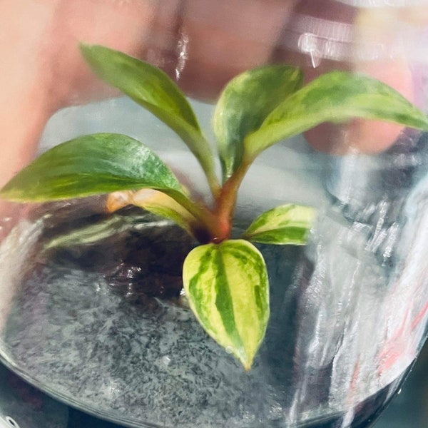 philodendron Red Gongo culture in vitro