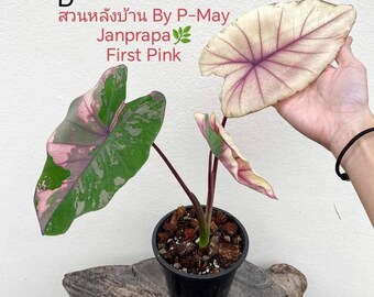 Colocasia Fist Pink rares (1 plants) New