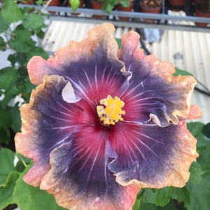 10 Graines hibiscus mix hybrides de la reunion rares