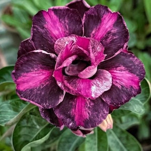 Puede incluir: Primer plano de una flor vibrante con pétalos en capas. La flor presenta un llamativo patrón de tonos morado oscuro y rosa brillante, con el texto "EK8429" en la esquina superior derecha. Hojas verdes rodean la flor, lo que sugiere un entorno de jardín.