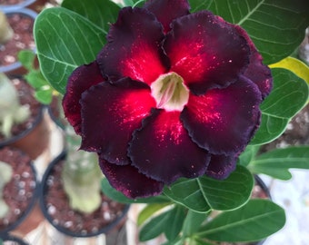 4 Semi Di Rosa Del Deserto &ndash; Adenium Obesum TONGYORD K34 (Baobab Chacal Giallo)