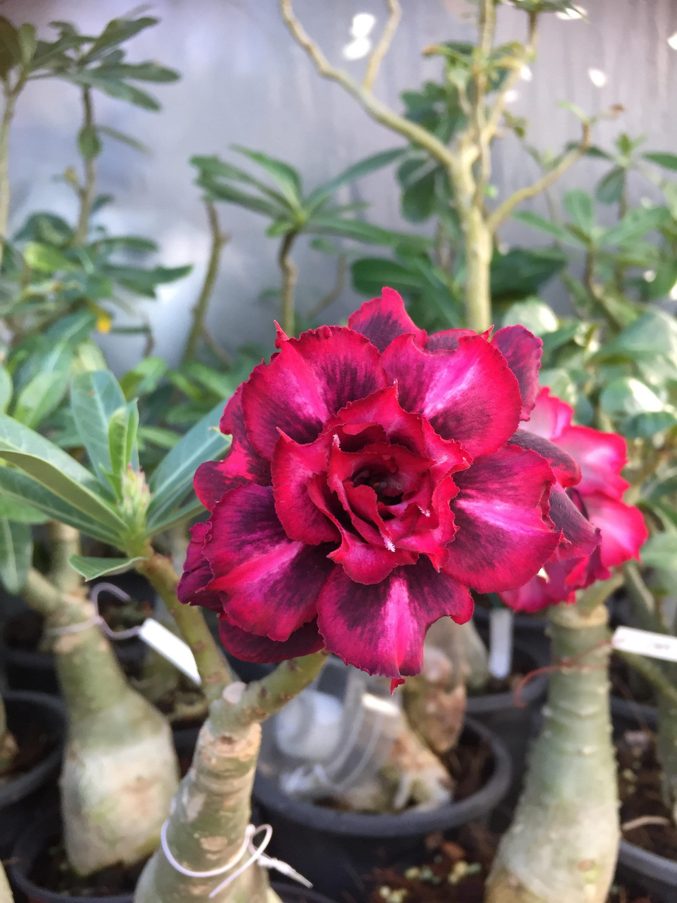 5 Graines | Adenium Obesum Rose Du Désert 7868