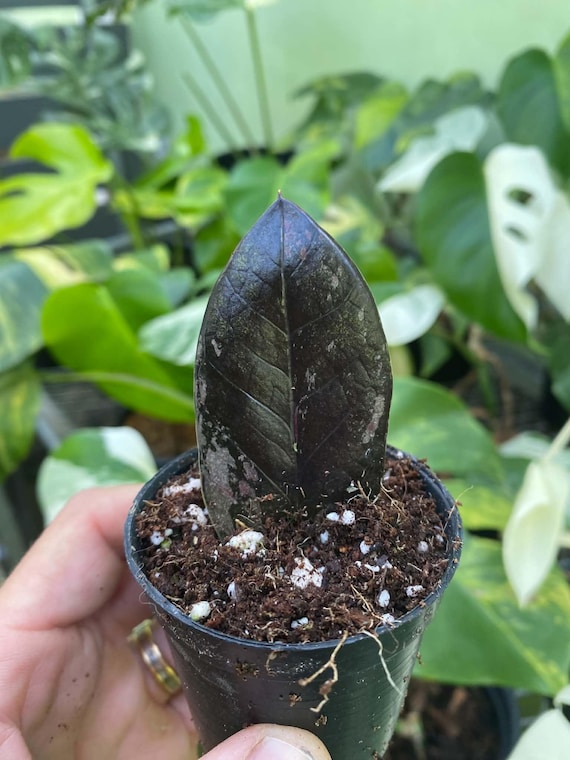 Zamioculcas Zamiifolia Black Variegata Rares Plants - Etsy Canada